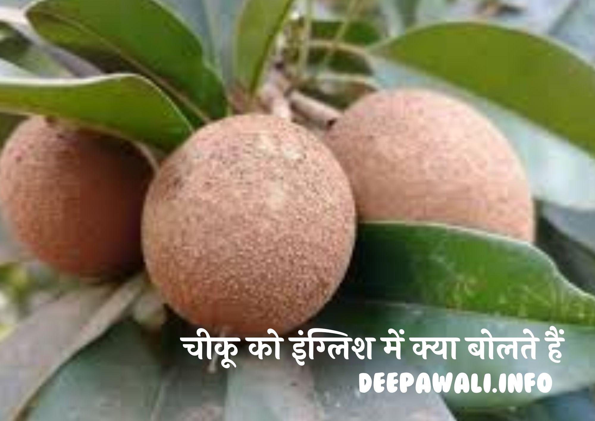 चीकू ठंडा होता है या गरम (Chiku Ki Taseer Kaisi Hoti Hai)