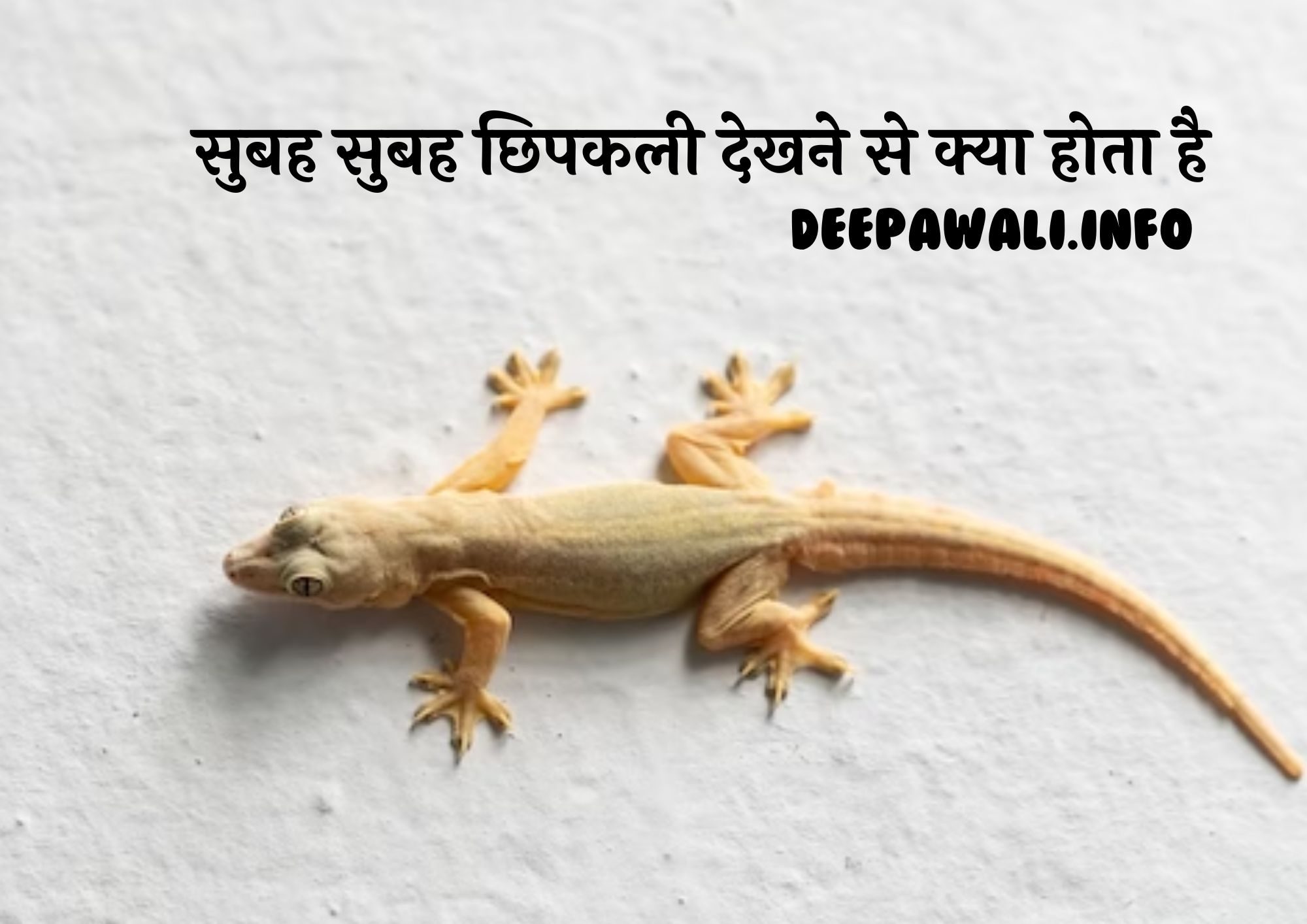 सुबह-सुबह छिपकली देखने से क्या होता है, सुबह सुबह छिपकली देखना शुभ या अशुभ