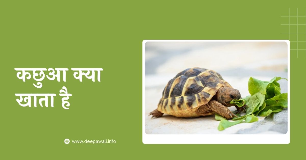 कछुआ क्या खाता है (Kachua Kya Khata Hai)